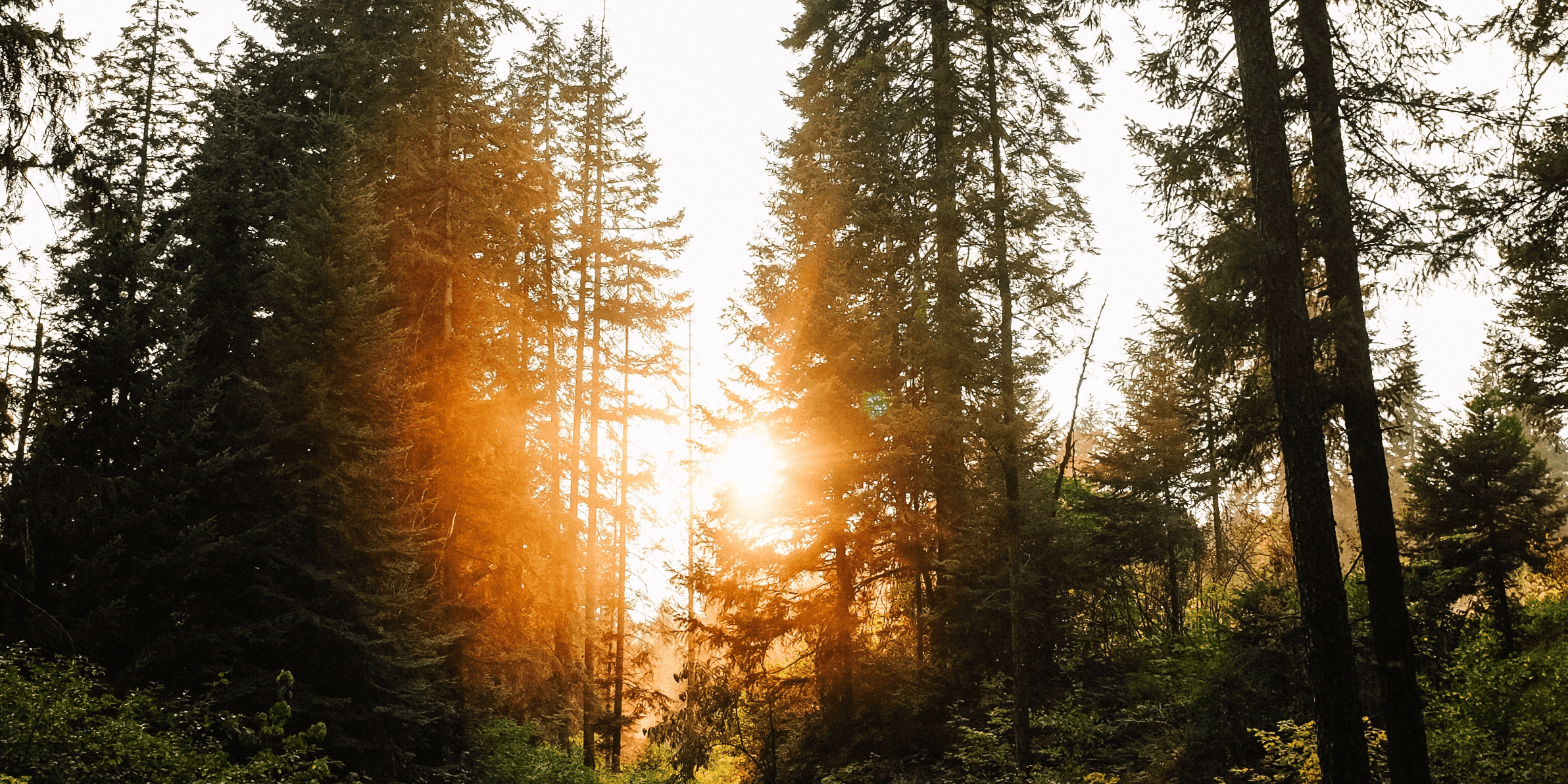 Sun shining through the trees