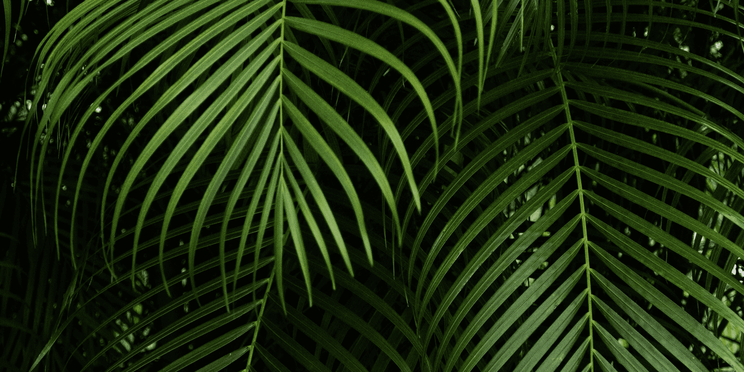 Palm leaves